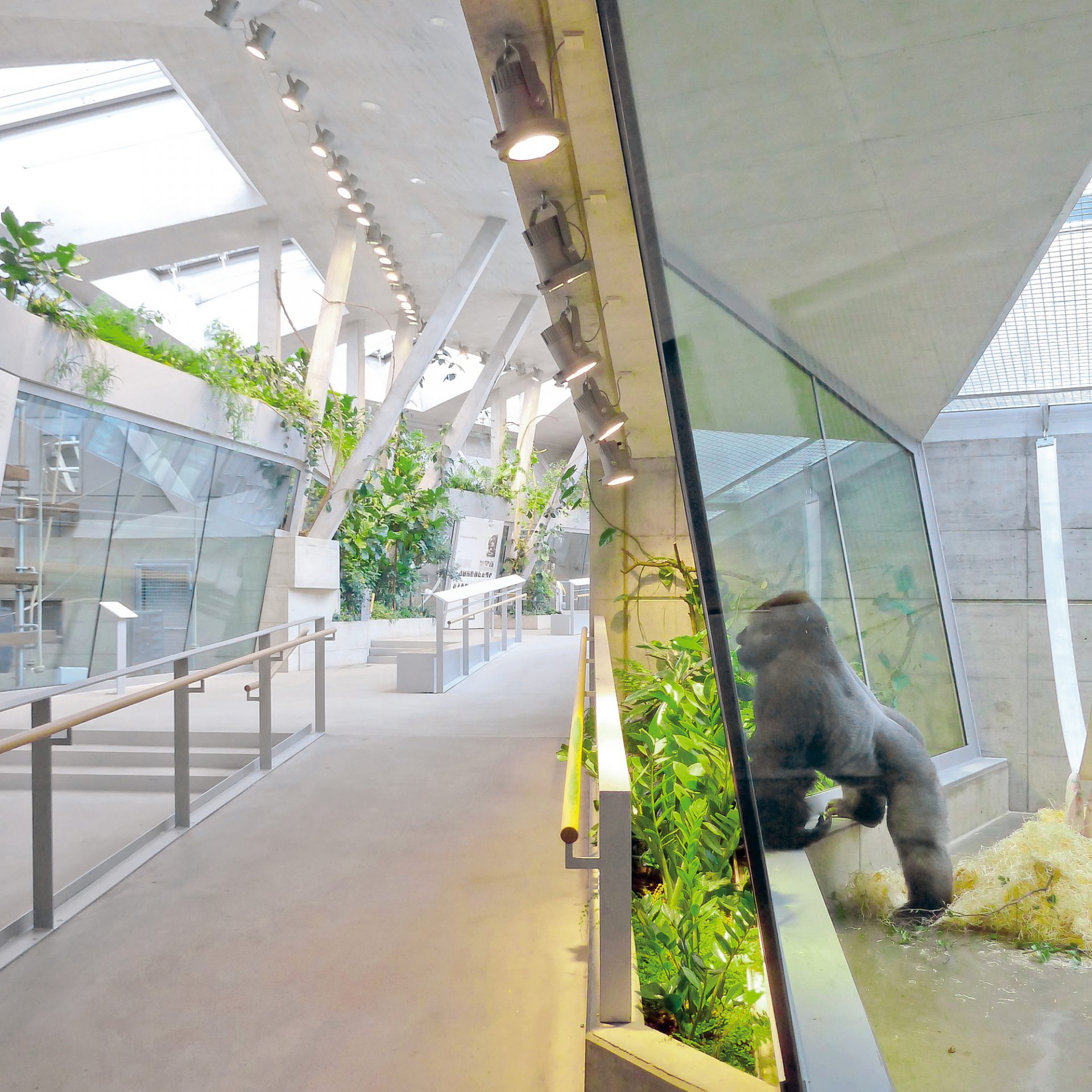 Menschenaffenhaus Wilhelma Stuttgart