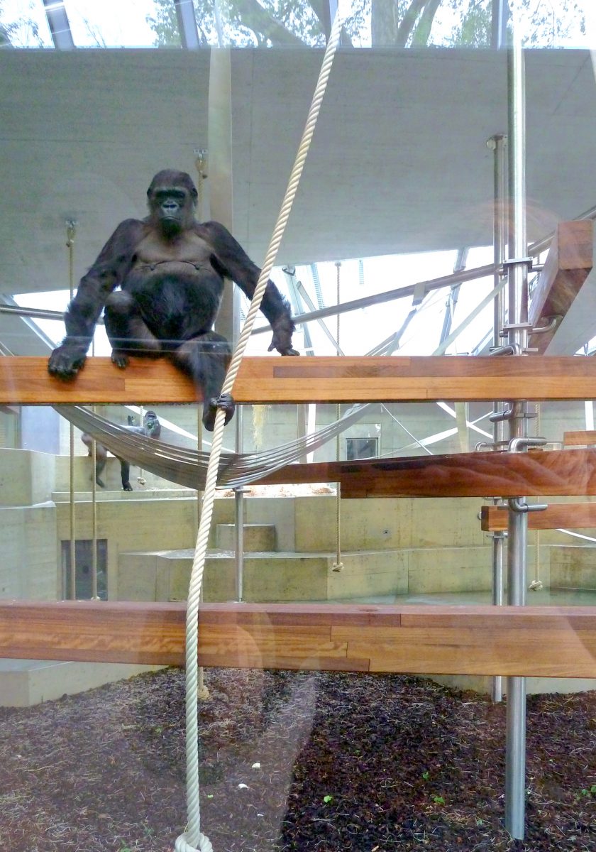 Menschenaffenhaus Wilhelma Stuttgart