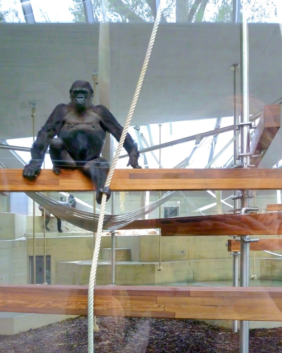 Menschenaffenhaus Wilhelma Stuttgart